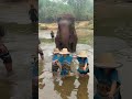 The elephant didn't say it needed to stand up either!!!#elephant #protectwildelephants #shorts