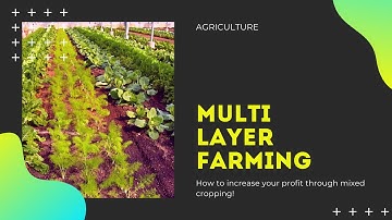 Multi Layer Farming Technique -  the concept introduction #farming