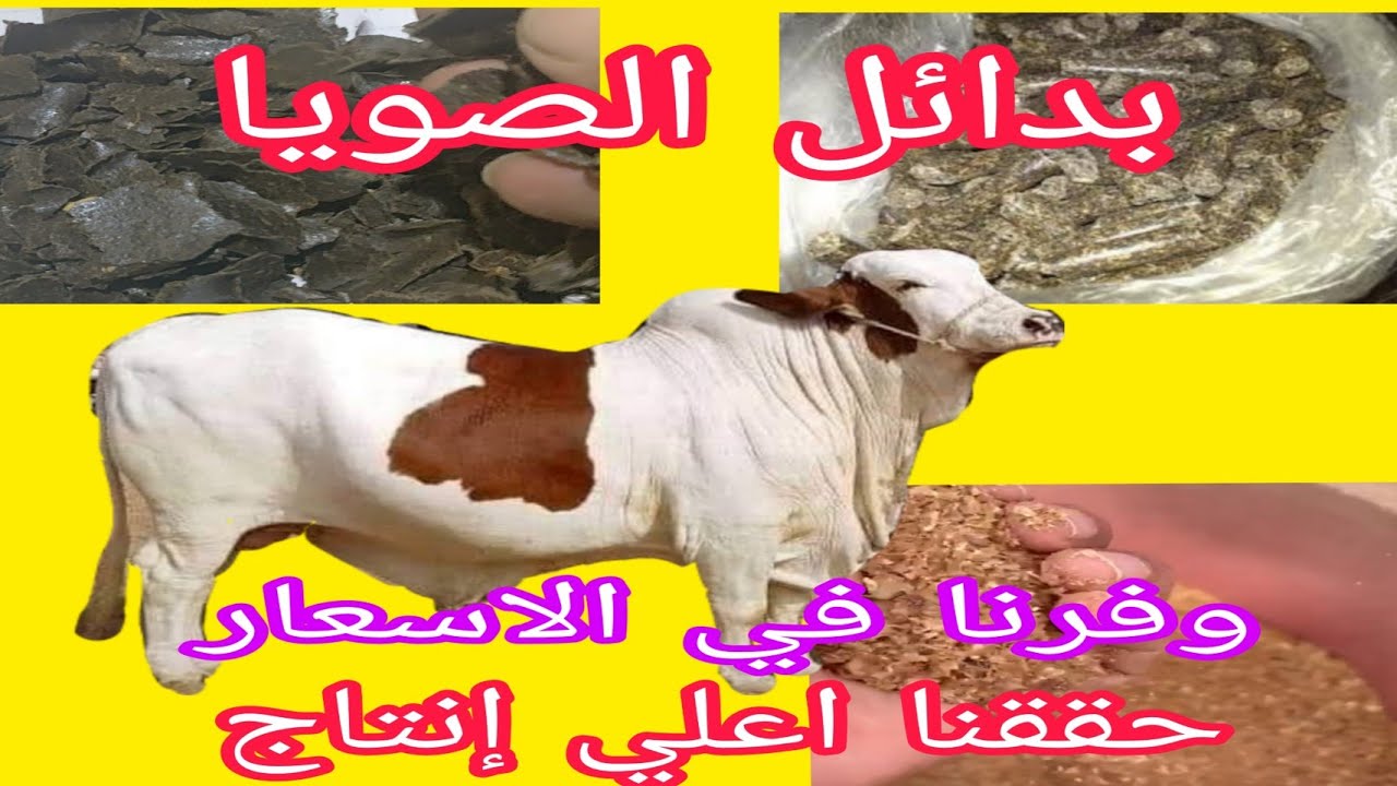 مع د/السيد الطوخي.. نقدم لكم ٧ (سبعة) بدائل للفول الصويا..تعرف عليها وعلي اسعارها الان و استخدامتها