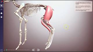 Equine stay apparatus hindlimb 3D anatomy - ivalalearn.com & VIN.com Equine Hindlimb Muscles Scan 3d Veterinary Anatomy