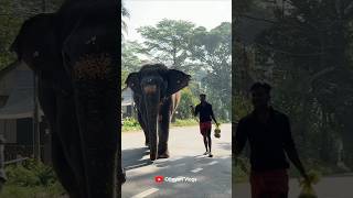 ഡന നനറ കയയലനത I Kaveri Elephant Malappuram
