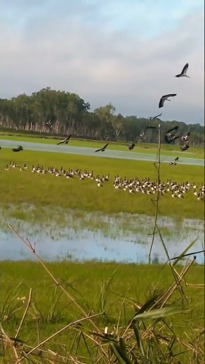 segerombolan burung boha di rawa inggun