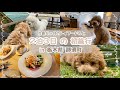 【犬と旅行】２泊３日、愛犬と初めて行く那須町が最高すぎました…