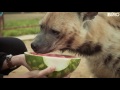 Как кормить гиену арбузом с рук - тайное знание из частного зоопарка под Москвой