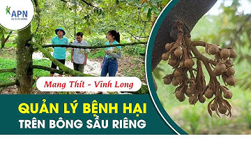 APN - QUẢN LÝ BỆNH HẠI TRÊN BÔNG SẦU RIÊNG TRONG MÙA MƯA | DINH DƯỠNG NUÔI BÔNG NUÔI ĐỌT#anphatnong