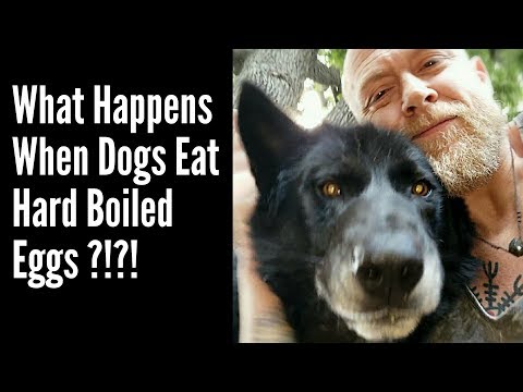 this-is-what-happens-when-you-feed-hard-boiled-eggs-to-dogs!!!
