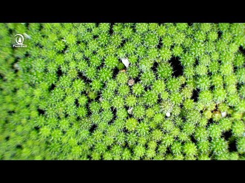 Amazing results after the growth of cactus seeds - Cactus forest