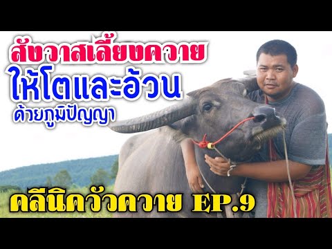 คลีนิควัวควาย EP 9 สังวาสวิธีการเลี้ยงควายให้ตัวใหญ่และอ้วนด้วยภูมิ ... คลีนิควัวควาย Ep 9 สังวาสวิธีการเลี้ยงควายให้ตัวใหญ่และอ้วนด้วยภูมิ ...