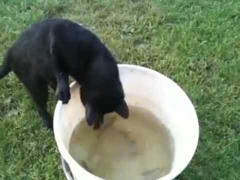 Cat fishes for his meal