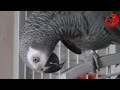 Gadająca papuga Grigorij - "Dlaczego Griszę w papugę przemienili?" (Grigorij The Talking Parrot)