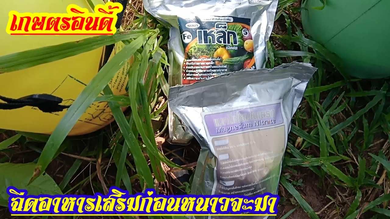 ให้อาหารเสริมก่อนที่อากาศหนาวจะมาทำให้เกิดอาการใบเหลืองใบร่วง