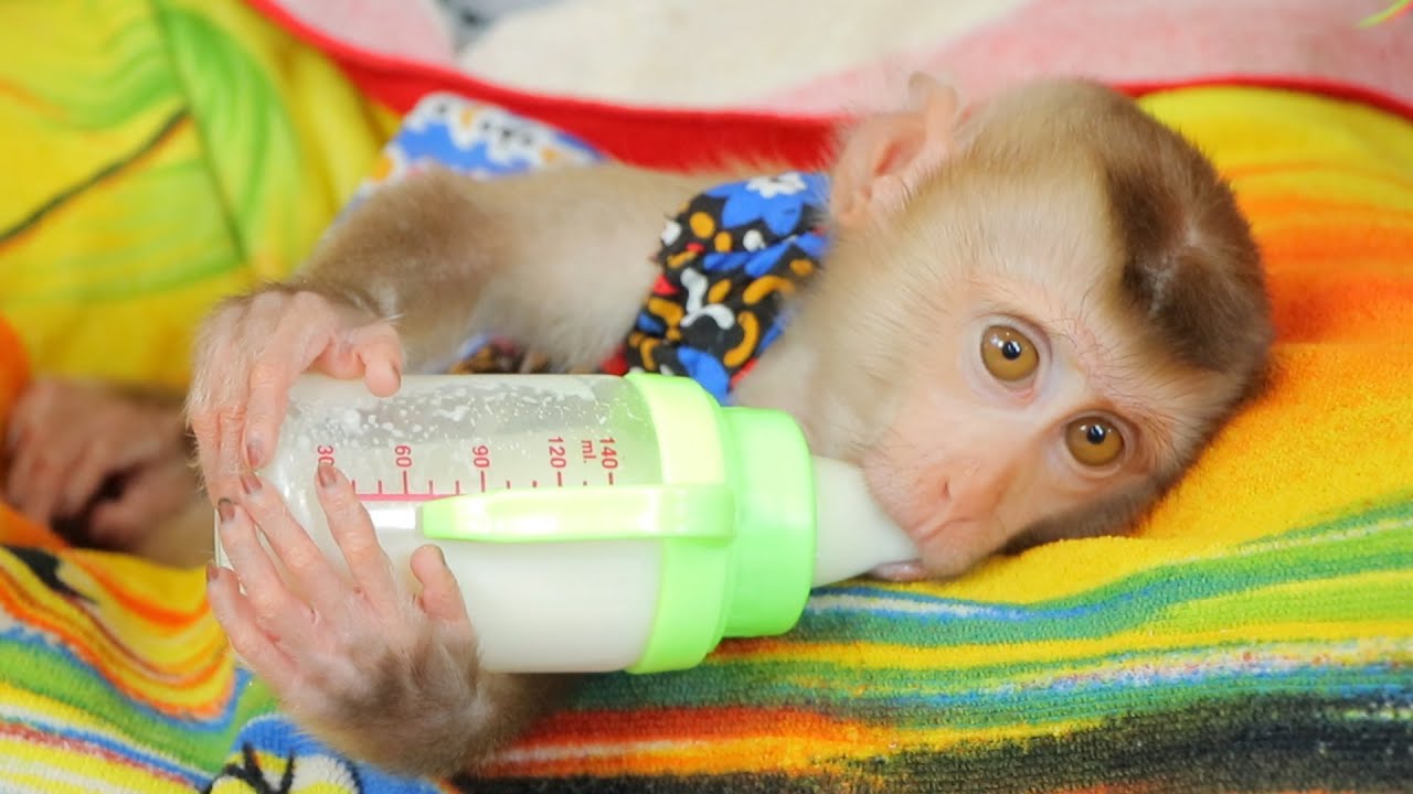 ABBY Beautiful Drinking Milk with big bottle | Super Cute Baby Feeding