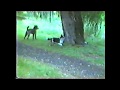 Tree climbing dog 1979