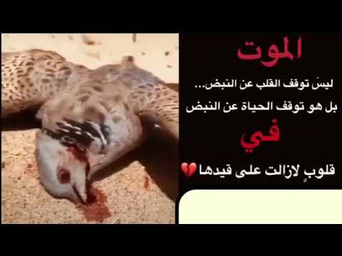 مات الوفا يا بشر صارو شر