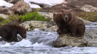 О медведях и не только... | Новости сегодня | Происшествия | Масс Медиа О медведях и не только... | Новости сегодня | Происшествия | Масс Медиа