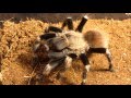 Tarantula Feeding video #12