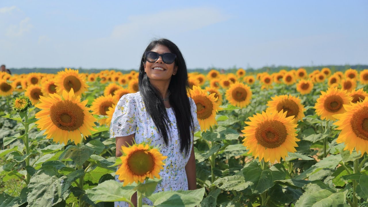 A Day at Beautiful Sunflower Garden in Long Island, New York!! YouTube