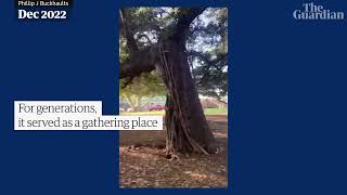 Maui wildfire burns beloved 150 year old banyan tree