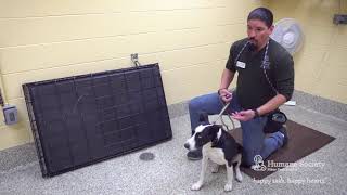 Sit. Stay. Watch! | Episode 1 | The Basics of Clicker Training