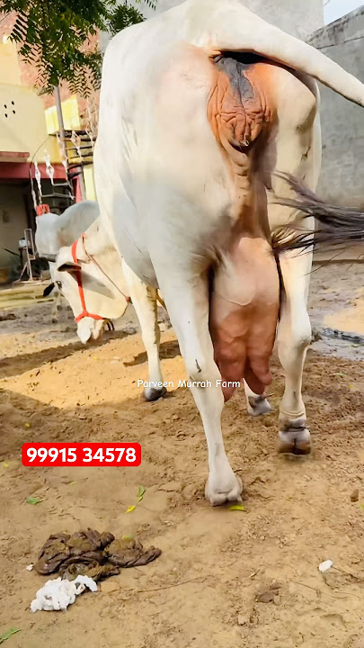 π°π»ββοΈSuper Cow | So Dukh Kaisa Paave Jassie Gill Jaya Kishori Gurnazar Devotional Song Punjabi