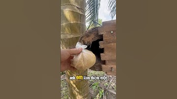 Ong tự về làm tổ mà không cần phải bắt ong chúa, chỉ cần ít sáp dụ ong để ong trinh sát tìm tổ mới