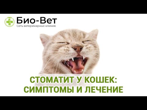 Стоматит у кошек - лечение, виды и симптомы стоматита, профилактика