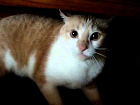 OMG CAT  CRAZY PSYCHO CAT  MAD  AT LAWNMOWER YouTube