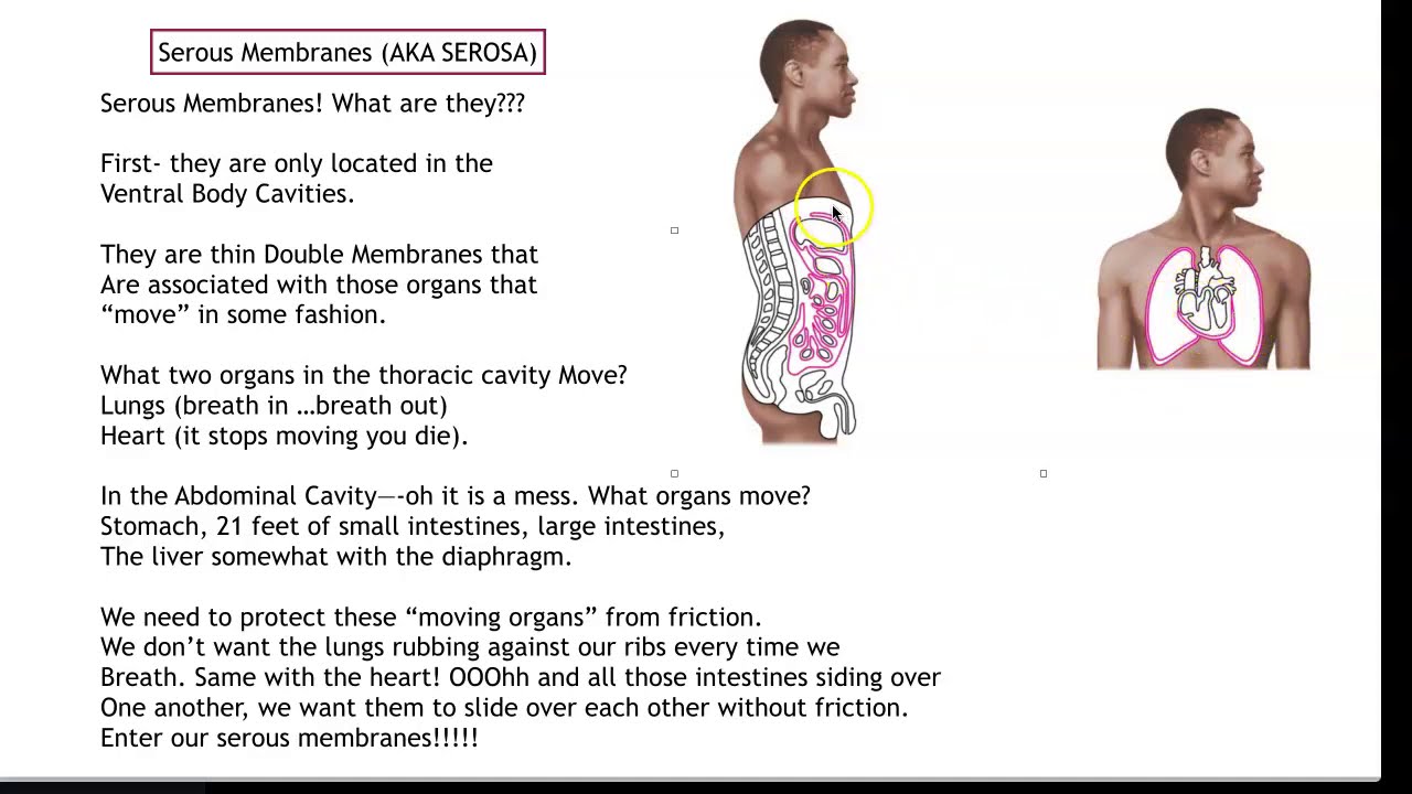 Introduction to Human Anatomy Class Lecture part 4 - YouTube
