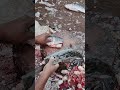 Fish Cutting Skills | Perfect Fish Cleaning &amp; Cutting Découpe de Poisson | Corte de Pescado #shorts