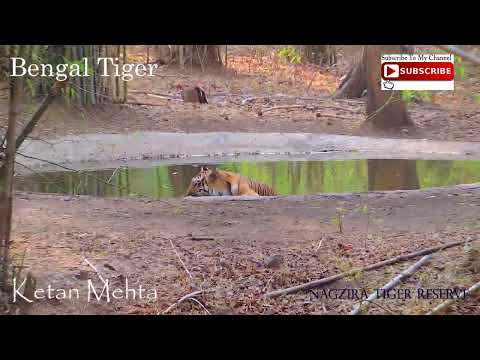 Tiger Relaxing  in Nagzira tiger reserve, Harimau, เสือ, ვეფხვი, Con hổ, वाघ