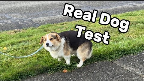 ★★★★★ Picks it all up on the grass? Artpet - 32” Pooper Scooper for Large Dogs Long Handle Pet Poop