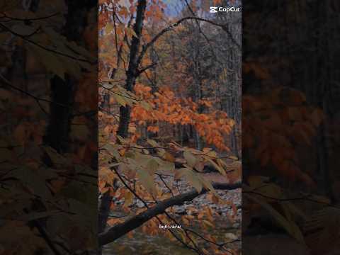 مقطع من أنشودة العفاسي رحمان يا رحمان يانور يانور يا محكم يا تنزيل لمحمد عن جبريل