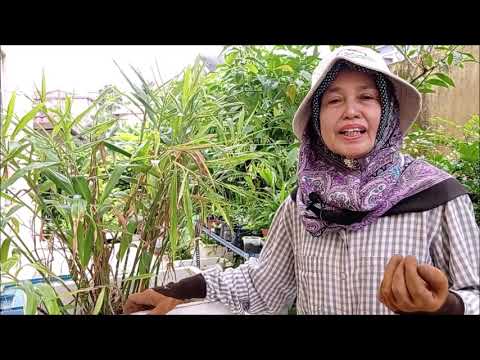 Video: Maklumat Mengenai Menanam Herba Lemon Verbena