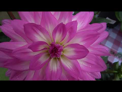 Video: Succesvolle Teelt Van Prachtige Dahlia's. De Basis