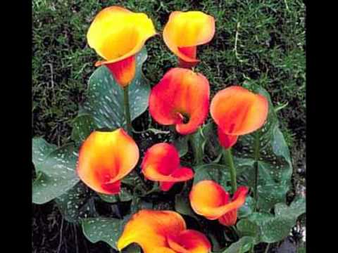 Video: Calla (rastlina) - Užitočné Vlastnosti A Použitie Kala, Kontraindikácie