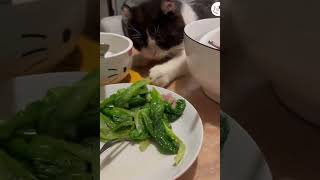 LOL, Try Not To Laugh Funny Cats Shorts Clips Latest Funny Cats Videos  EPS1018 #funnycats