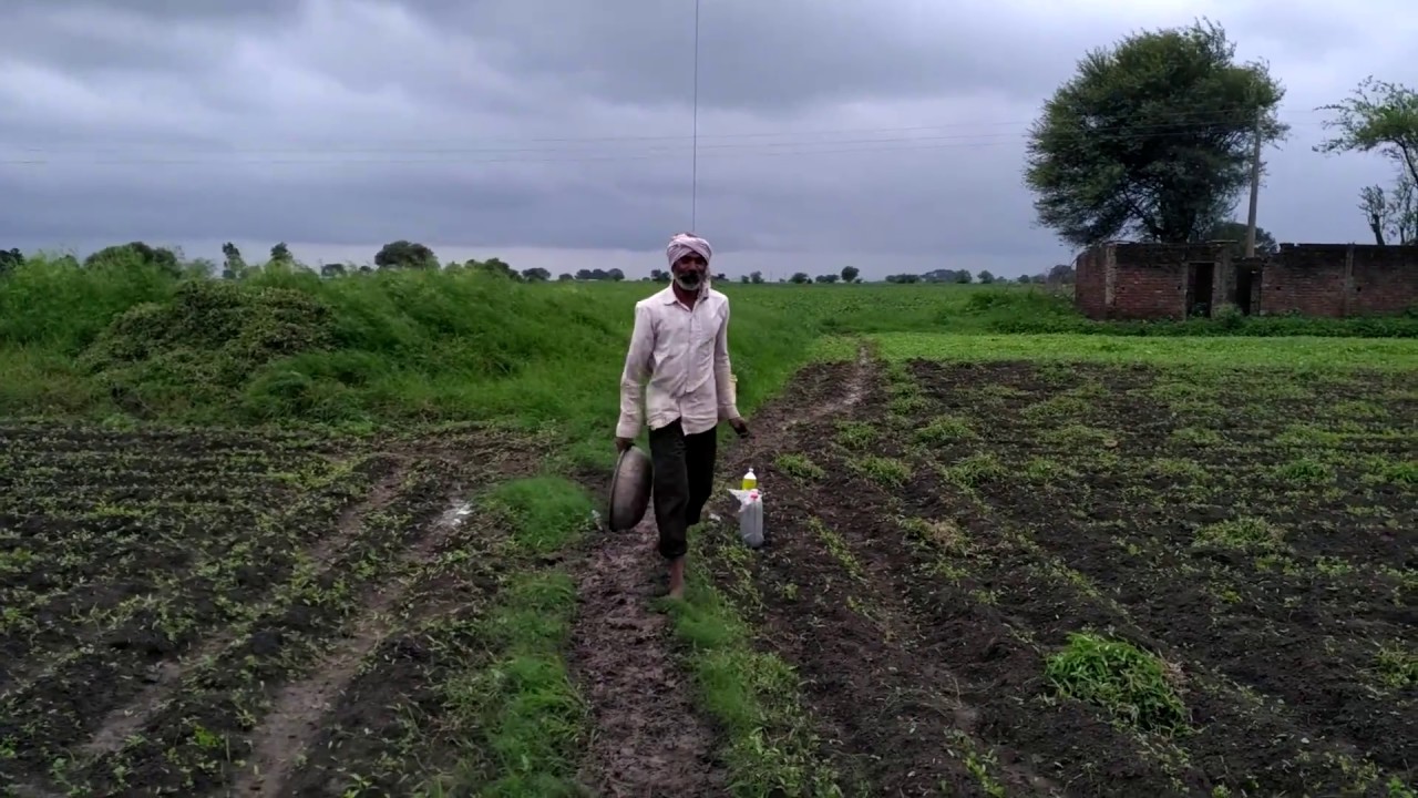 Coriander Farming धनिया खेती । 45 days YouTube