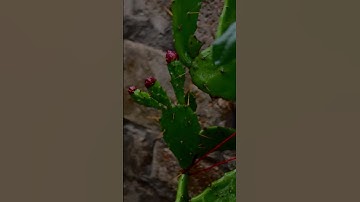 video output C2855992 B181 4205 A2ED DF2A69C9C06E