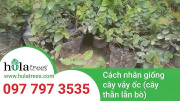 Cách nhân giống cây vảy ốc (cây thằn lằn bò) - Nhà vườn Hula Trees 097 797 3535