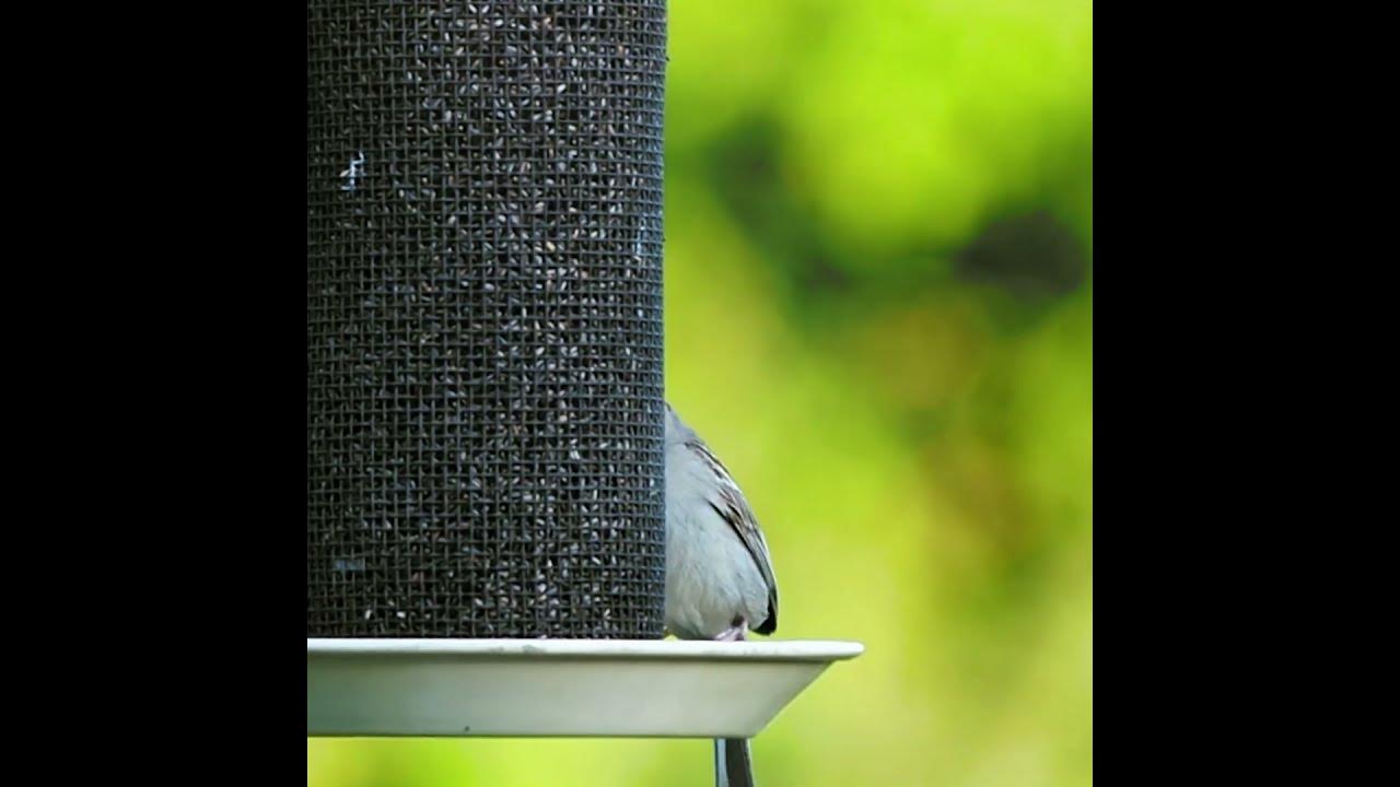 Chipping Sparrow Eating On My Thistle Bird Feeder shorts YouTube