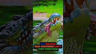 Famous FIVE REASON THAT CROCODILE CAN'T CHEW THEIR FOOD #shorts #youtubeshorts #fivereason #crocodile Profile