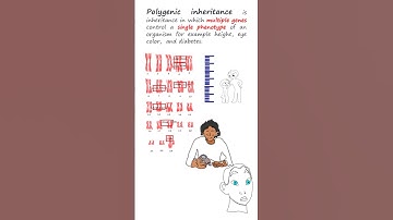 Polygenic Inheritance vs. Multiple alleles, Epistasis & Pleiotropy #genetics #biology