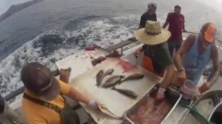 Channel islands sportfishing gentleman 3/4 day 38 anglers: 21
yellowtail, ocean whitefish, 15 rockfish, 2 calico bass, 3 sheephead
southern california dee...