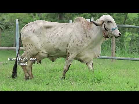 LOTE 27   BASA VIA LACTEA DINORA FIV   VIBA 445