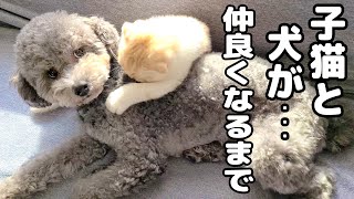 兄犬と子猫が一緒に添い寝するようになるまで...初めの1ヶ月