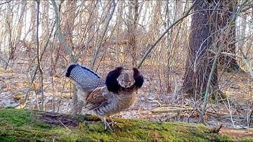 Ruffed Grouse drumming and presenting/displaying