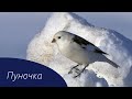 Изучаем птиц России.  Пуночка // Birds of Russia. Snow Bunting