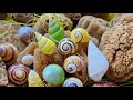 Land snails collection. From rare to common!🐌💚🧡