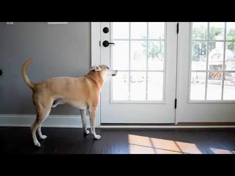 Smart Bell 2.0 Dog Doorbell