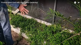 Watch Out! This Plant Will Take Over Your Raised Beds - Grow it in Containers by Deep South Homestead 12,014 views 2 months ago 6 minutes, 3 seconds